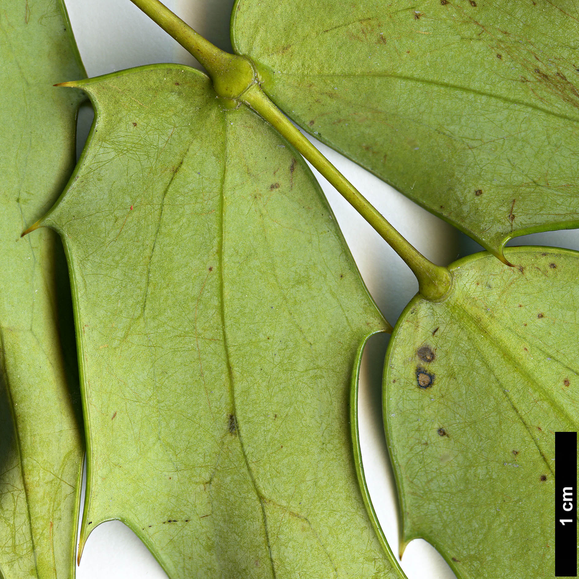 High resolution image: Family: Berberidaceae - Genus: Mahonia - Taxon: ×media (M.japonica × M.oiwakensis subsp. lomariifolia)